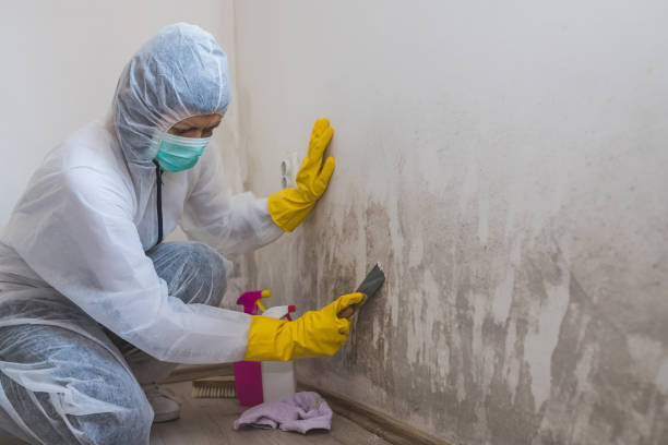 Best Industrial Mold Remediation  in New Sharon, IA