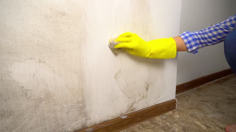 Best Mold Documentation for Insurance Claims  in New Sharon, IA