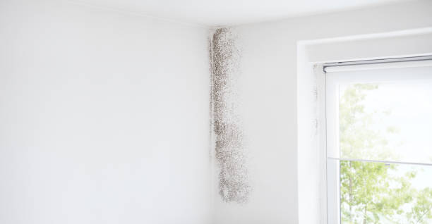 Best Mold Removal for HVAC Installations  in New Sharon, IA