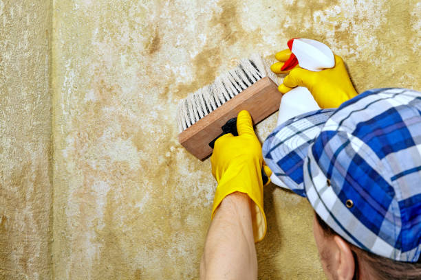 New Sharon, IA Mold Removal Company