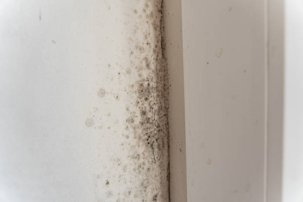 Best Indoor Air Quality Assessment  in New Sharon, IA