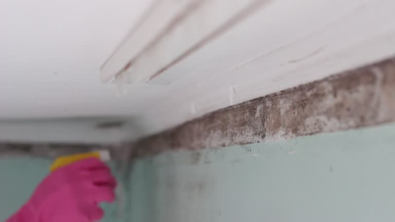  New Sharon, IA Mold Removal Pros