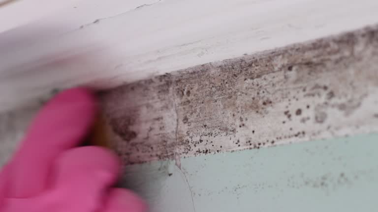 Best Mold Odor Removal Services  in New Sharon, IA